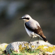 Northern Wheatear